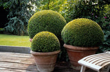 Livraison plante Buis buxus Sempervirens