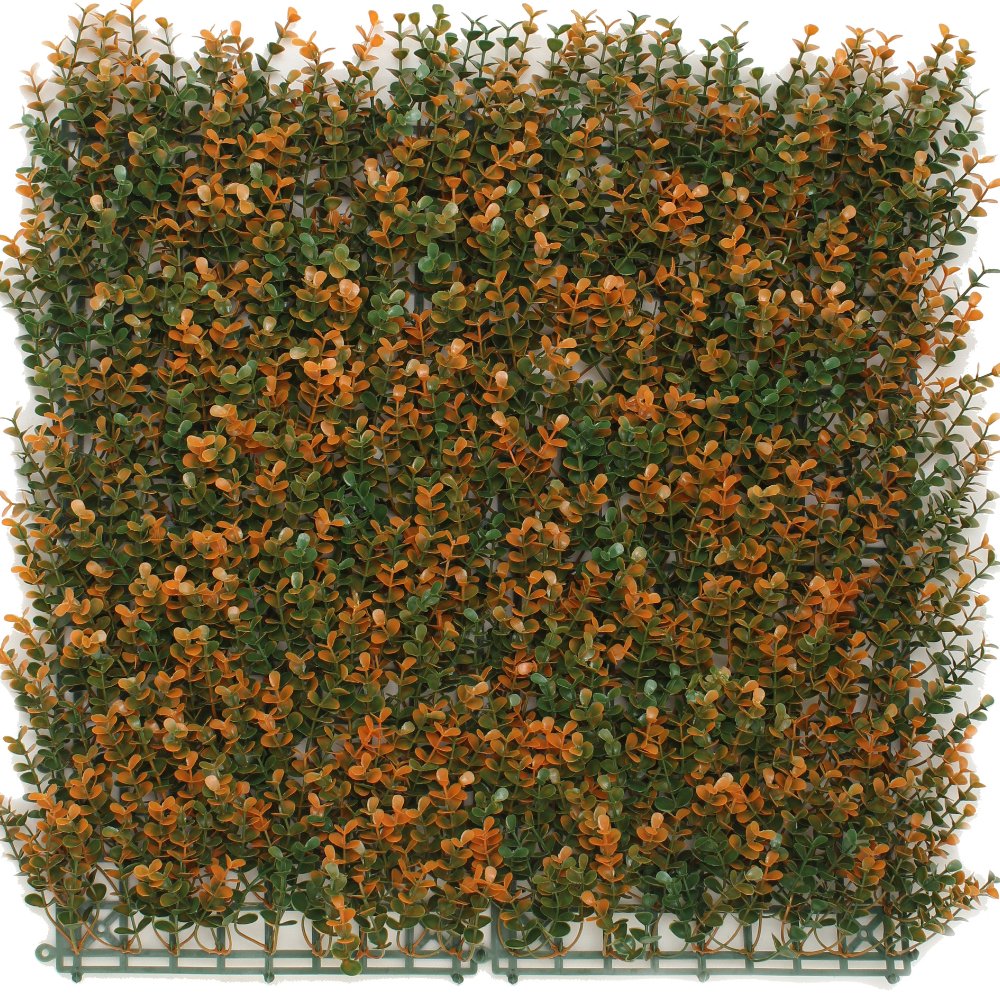 Livraison plante Buis orange - mur végétal artificiel