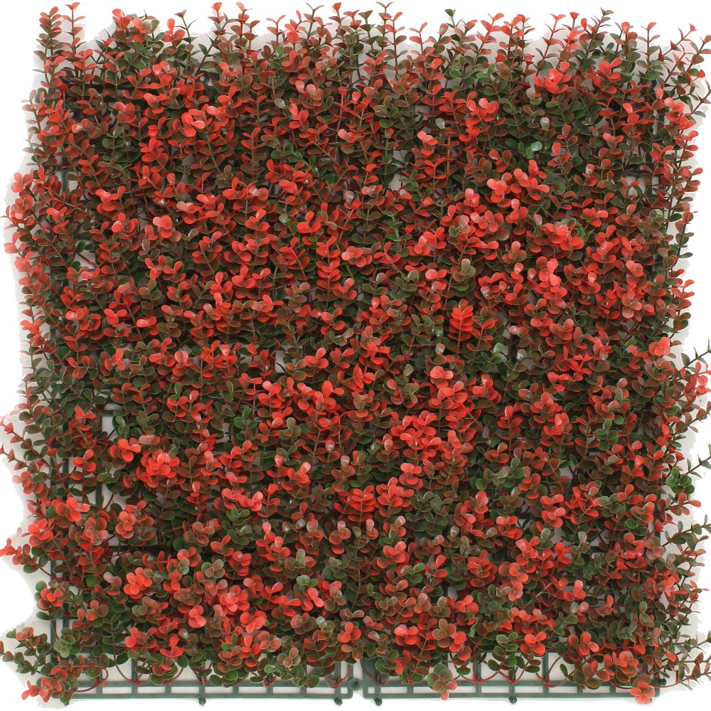 Livraison plante Buis rouge - mur végétal artificiel