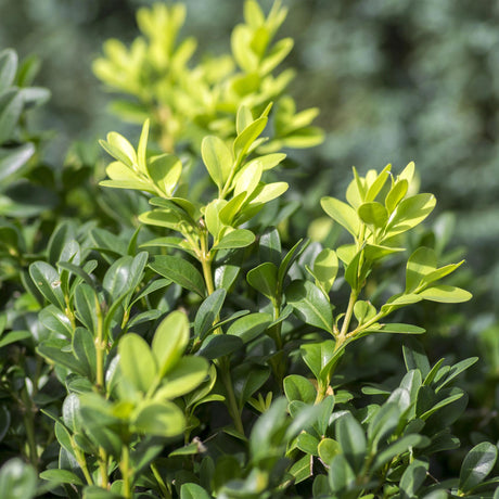 Livraison plante Buis Sempervirens – Lot de 6 – Pot 17 cm – Hauteur 45 cm