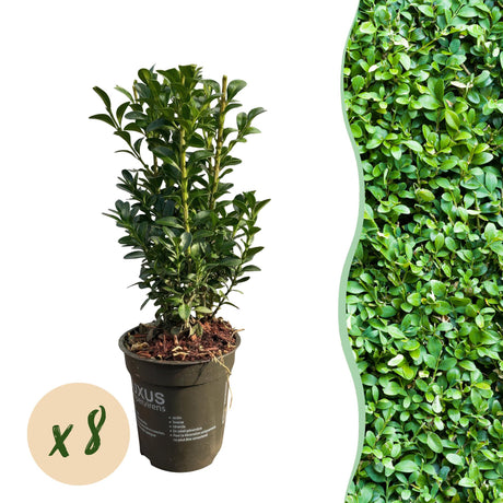 Livraison plante Buis sempervirens – Lot de 8 – Pot 9 cm – Hauteur 20 - 25 cm