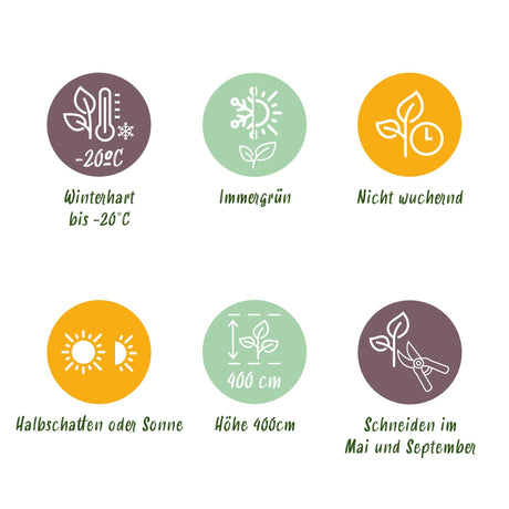 Livraison plante Buis sempervirens – Lot de 8 – Pot 9 cm – Hauteur 20 - 25 cm