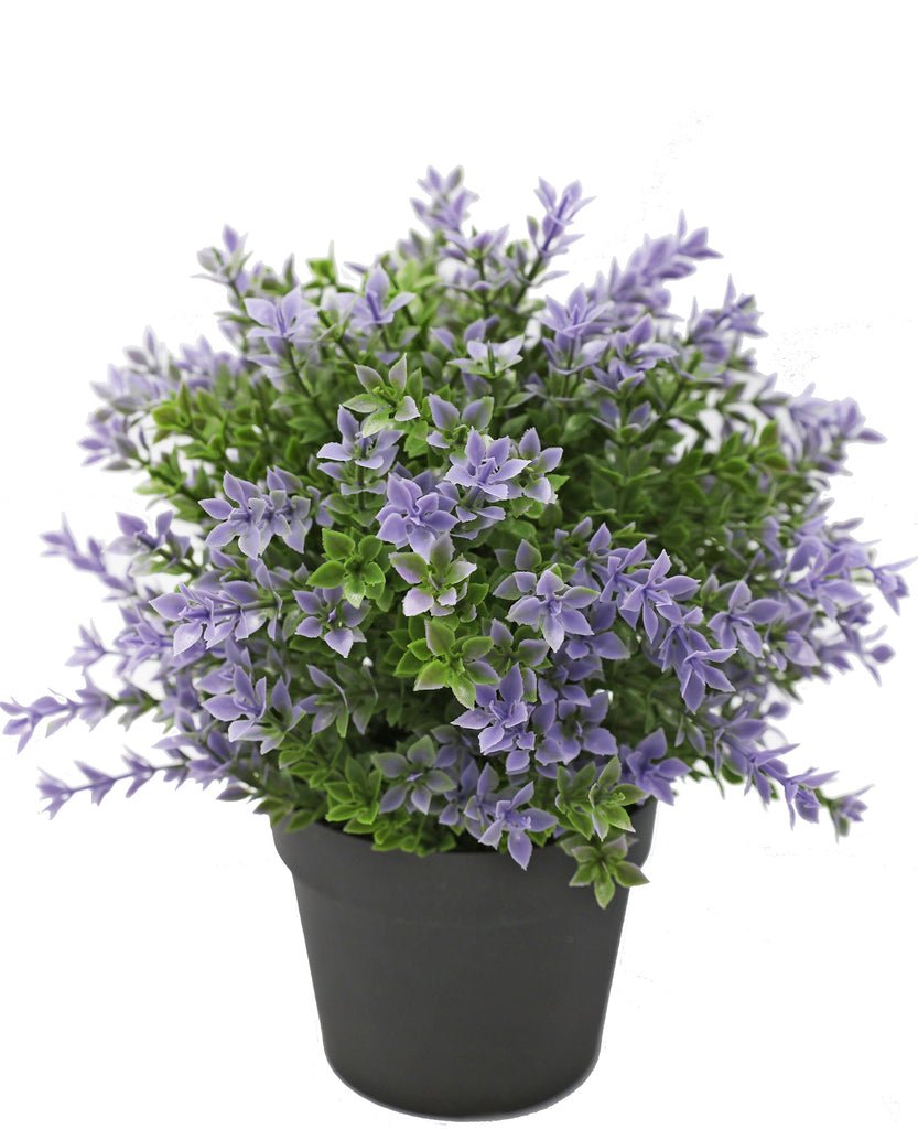 Livraison plante Buis violet en pot - Buis artificiel