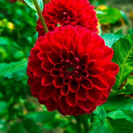 Livraison plante Bulbe de Dahlia Heatwave, grandes fleurs rouge foncé