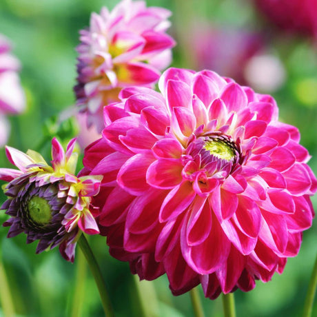 Livraison plante Bulbe de Dahlia Little Robert, pétales ronds et frisés