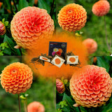 Livraison plante Bulbe de Dahlia Ralphie, fleurs orange scintillantes