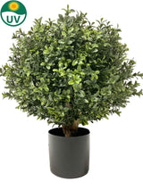 Livraison plante Buxus - Buis artificiel