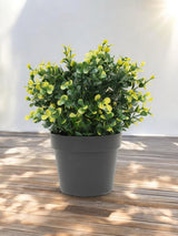 Livraison plante Buxus jaune en pot - Buis artificiel