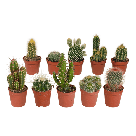 Coffret de Cactus & Succulentes