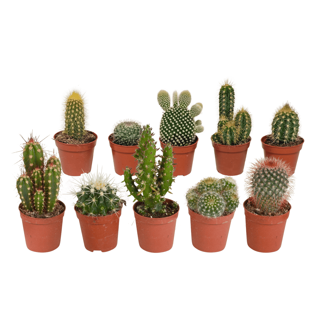 Æske med kaktusser og sukkulenter