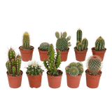 Caja de Cactus y Suculentas