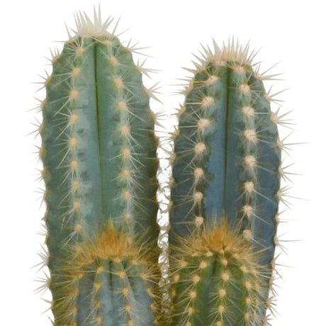 Livraison plante Cactus, box de 3 plantes h27cm