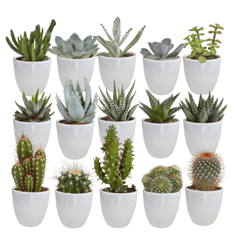 Caja de suculentas y cactus + maceteros blancos
