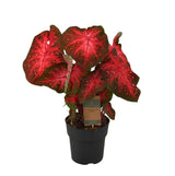 Livraison plante Caladium Red Flash