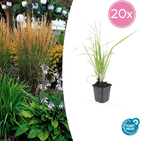 Livraison plante Calamagrostis acutiflora 'Karl Foerster'