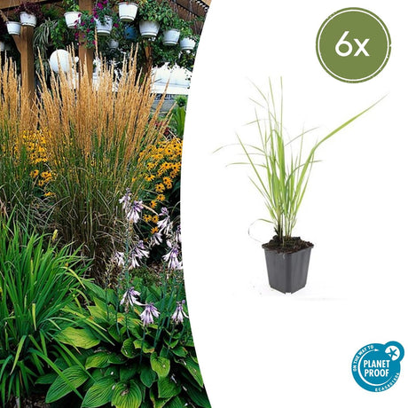 Livraison plante Calamagrostis acutiflora 'Karl Foerster'