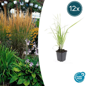 Livraison plante Calamagrostis acutiflora 'Karl Foerster'