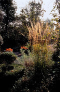 Calamagrostide À Fleurs Aiguës (Calamagrostis x acutiflora) 'Karl Foerster'