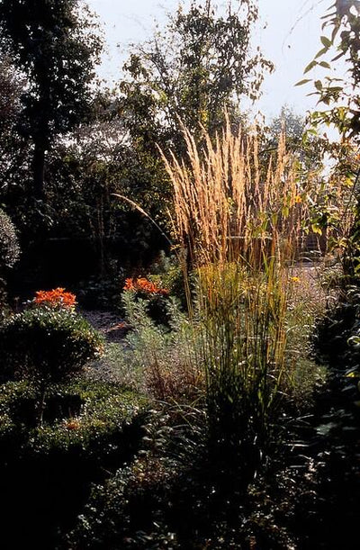 Calamagrostide À Fleurs Aiguës (Calamagrostis x acutiflora) 'Karl Foerster'
