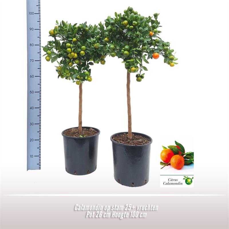 Livraison plante Calamondin en pot d26cm h100cm