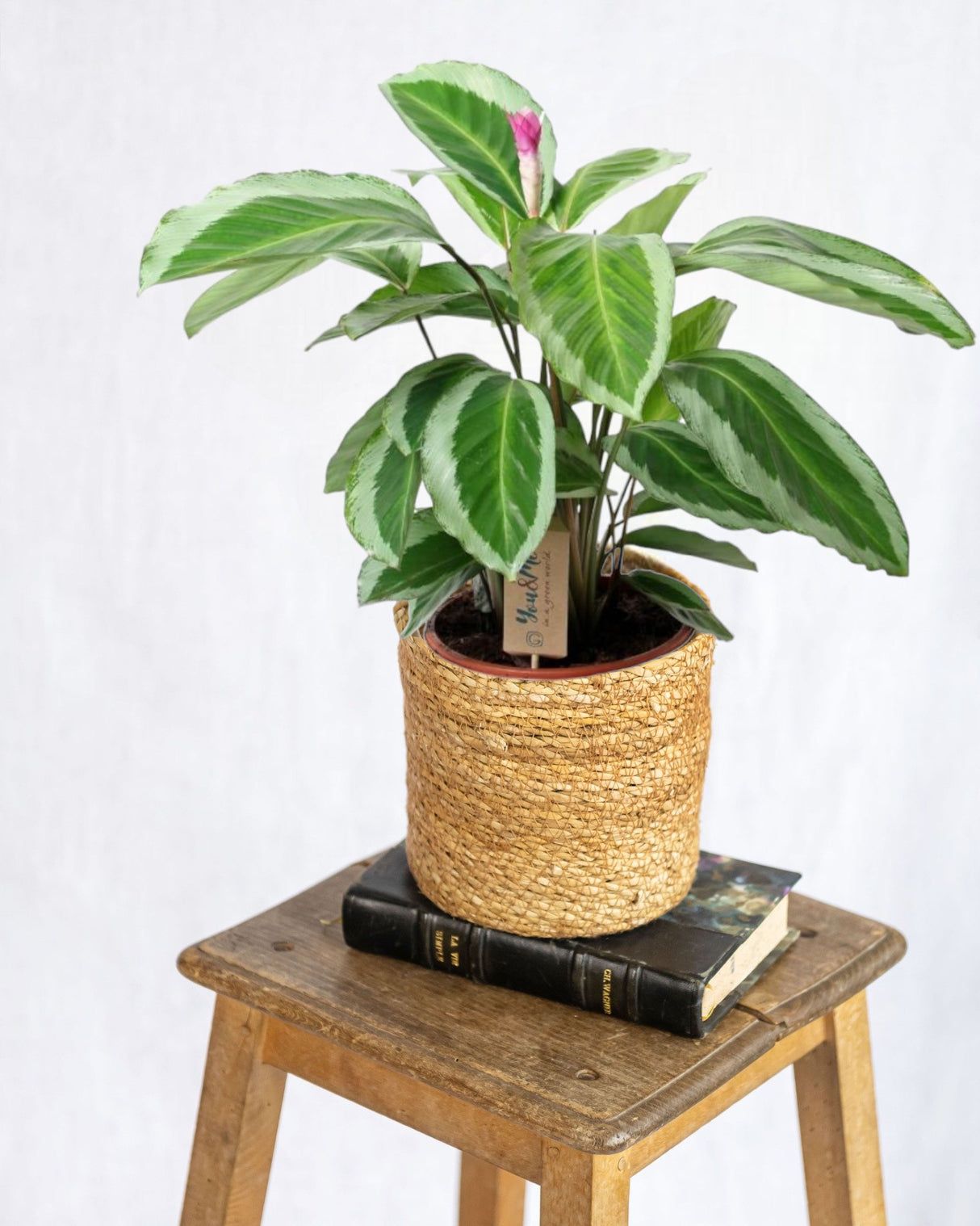 Livraison plante Calathea Bicajoux Gecko