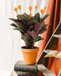 Livraison plante Calathea Crocata