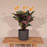 Livraison plante Calathea Crocata