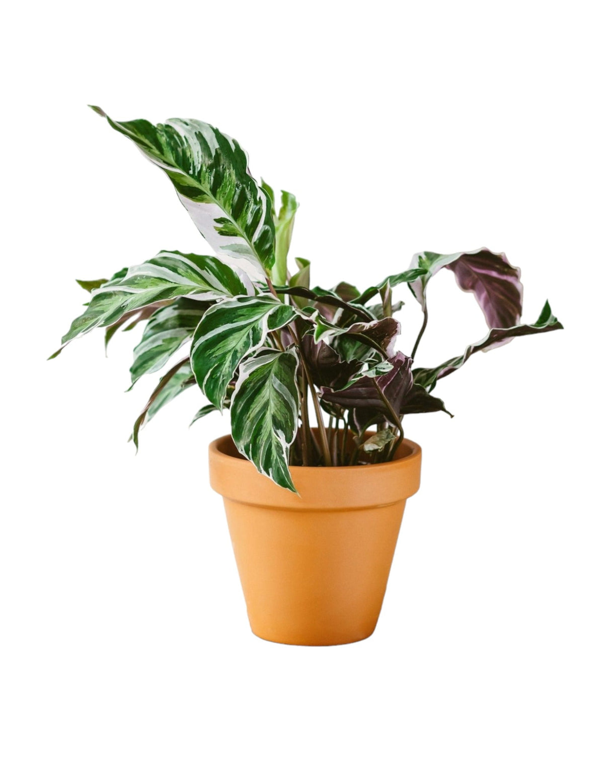 Livraison plante Calathea Fusion White