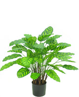 Livraison plante Calathea Makoyana Deluxe - Plante verte artificielle