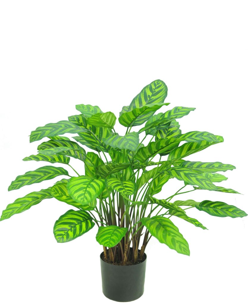 Livraison plante Calathea Makoyana - Plante verte artificielle