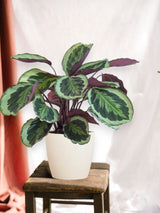 Livraison plante Calathea Medaillon et son pot