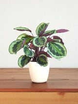 Calathea Medaillon et son pot