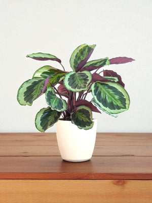 Livraison plante Calathea Medaillon et son pot