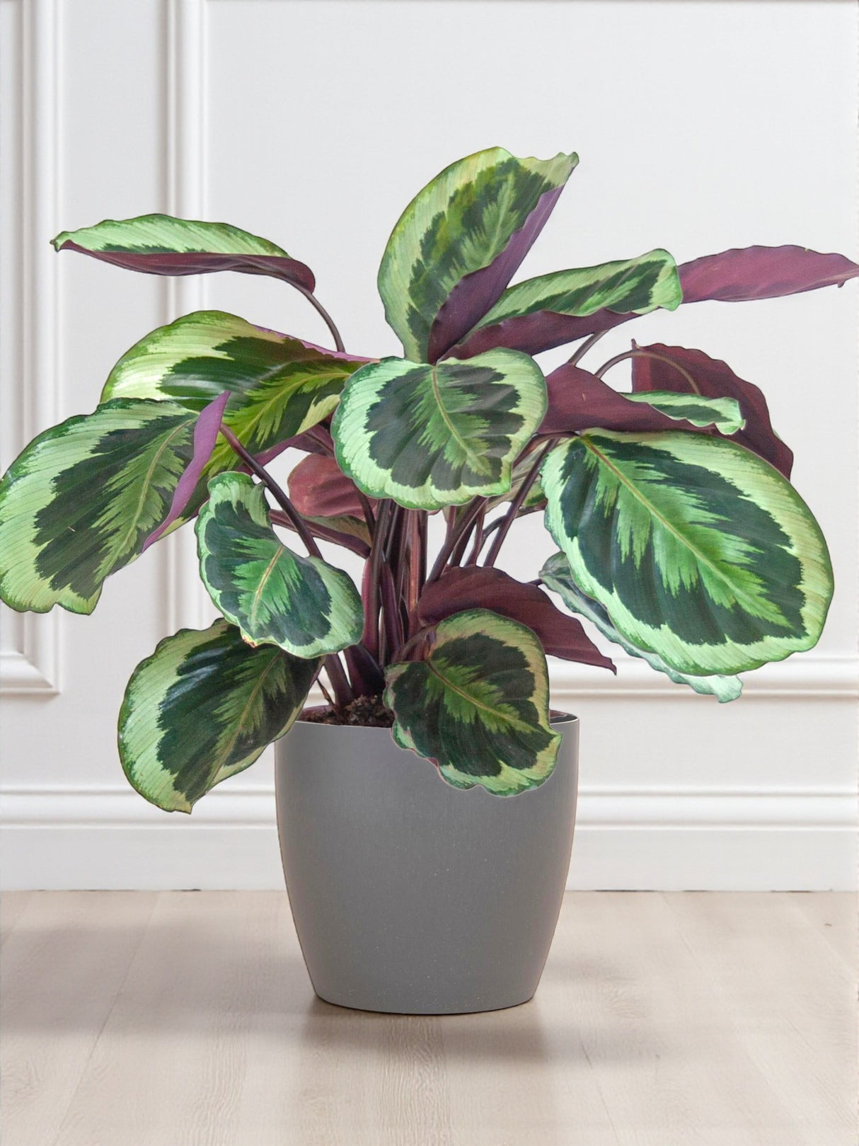 Calathea Medaillon et son pot