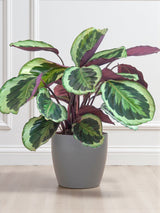 Calathea Medaillon et son pot