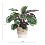 Livraison plante Calathea Medaillon et son pot