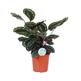 Livraison plante Calathea Medallion