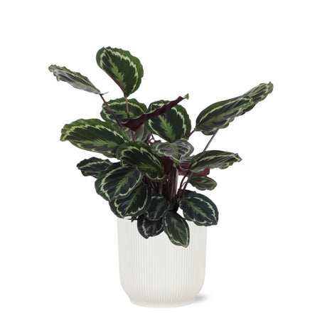 Livraison plante Calathea Medallion et son pot