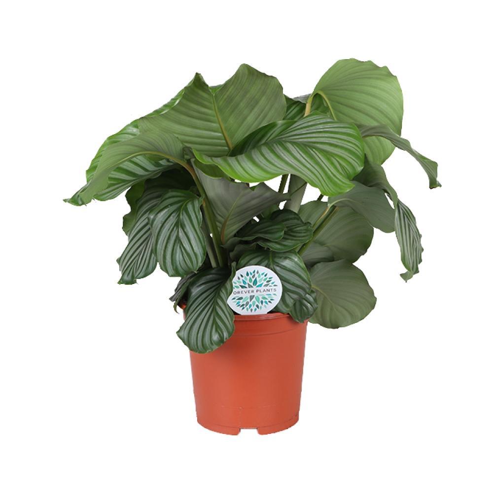 Livraison plante Calathea Orbifolia