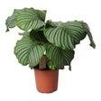 Livraison plante Calathea Orbifolia