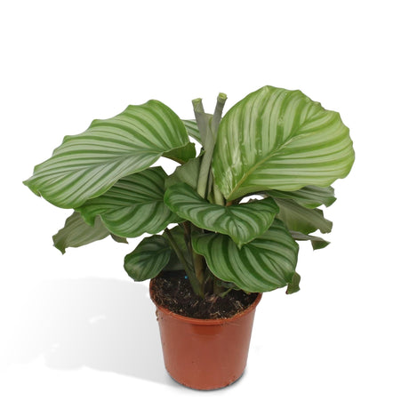 Livraison plante Calathea Orbifolia