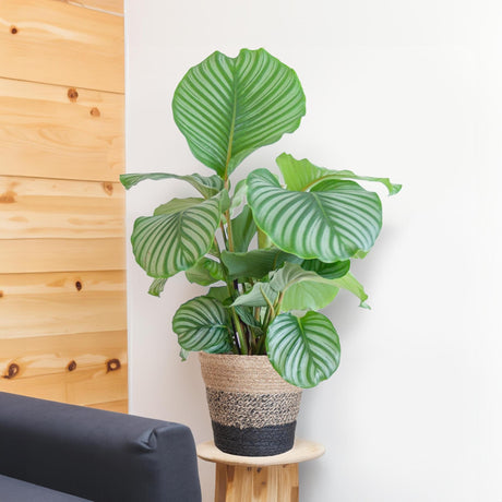 Livraison plante Calathea Orbifolia et son pot