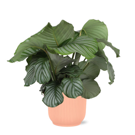 Livraison plante Calathea Orbifolia et son pot