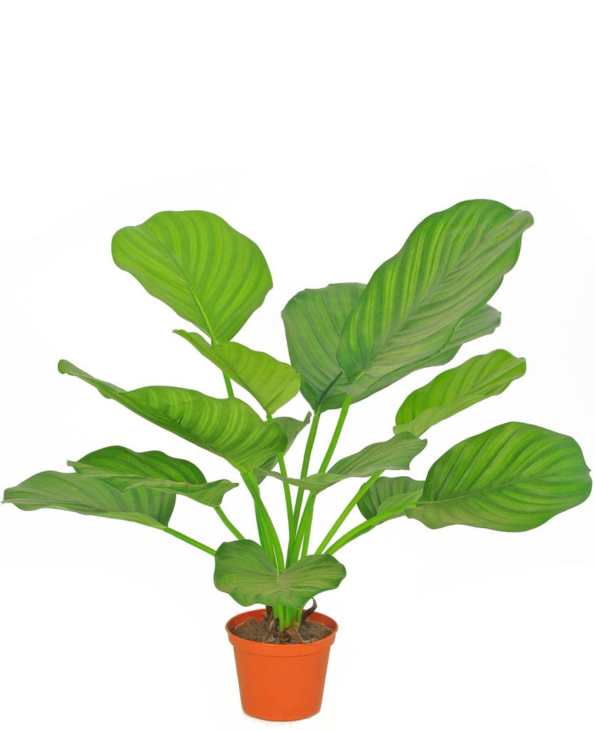 Livraison plante Calathea orbifolia - Plante verte artificielle
