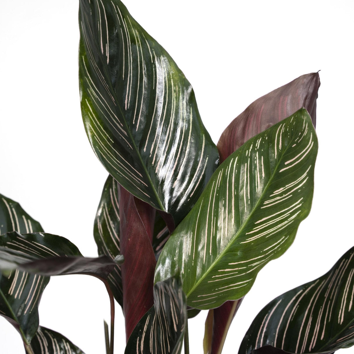 Livraison plante Calathea Ornata