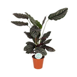 Livraison plante Calathea Ornata