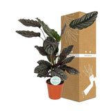 Livraison plante Calathea Ornata