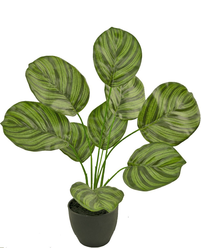 Livraison plante Calathea - Plante verte artificielle