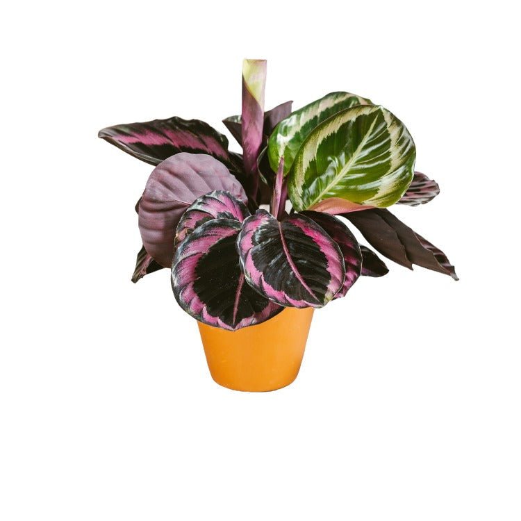 Livraison plante Calathea roseopicta dottie