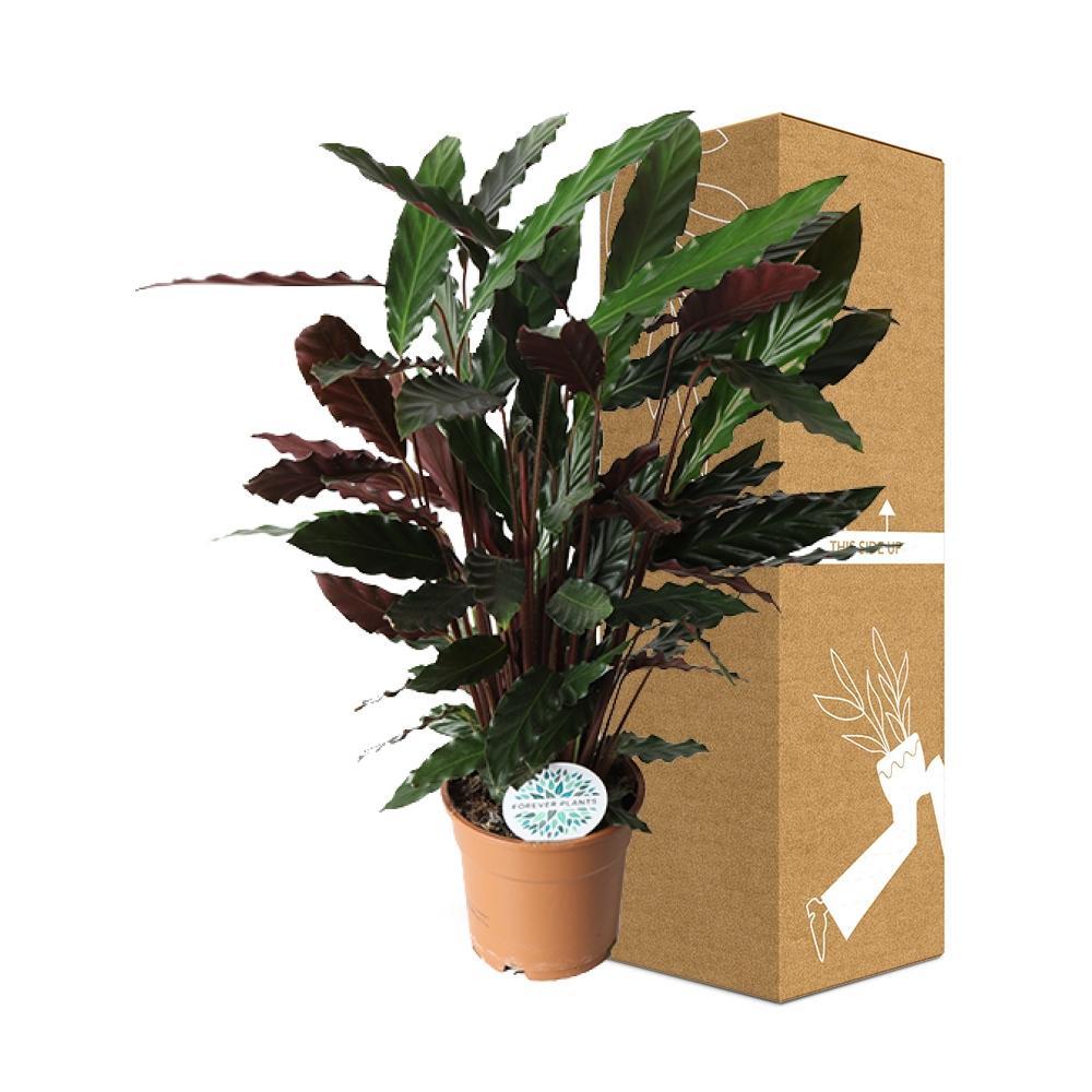 Livraison plante Calathea Rufibarba